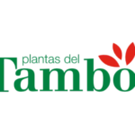 Tambo